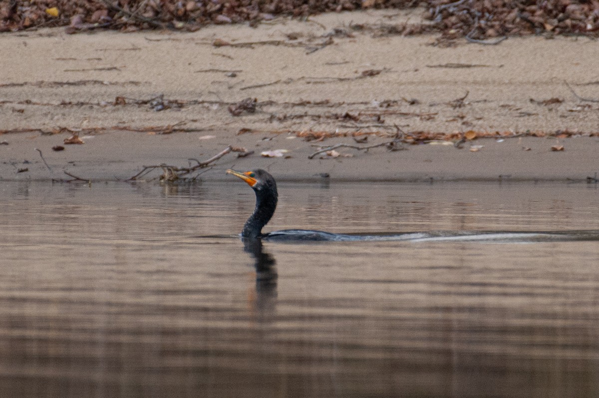 Double-crested Cormorant - ML644815649