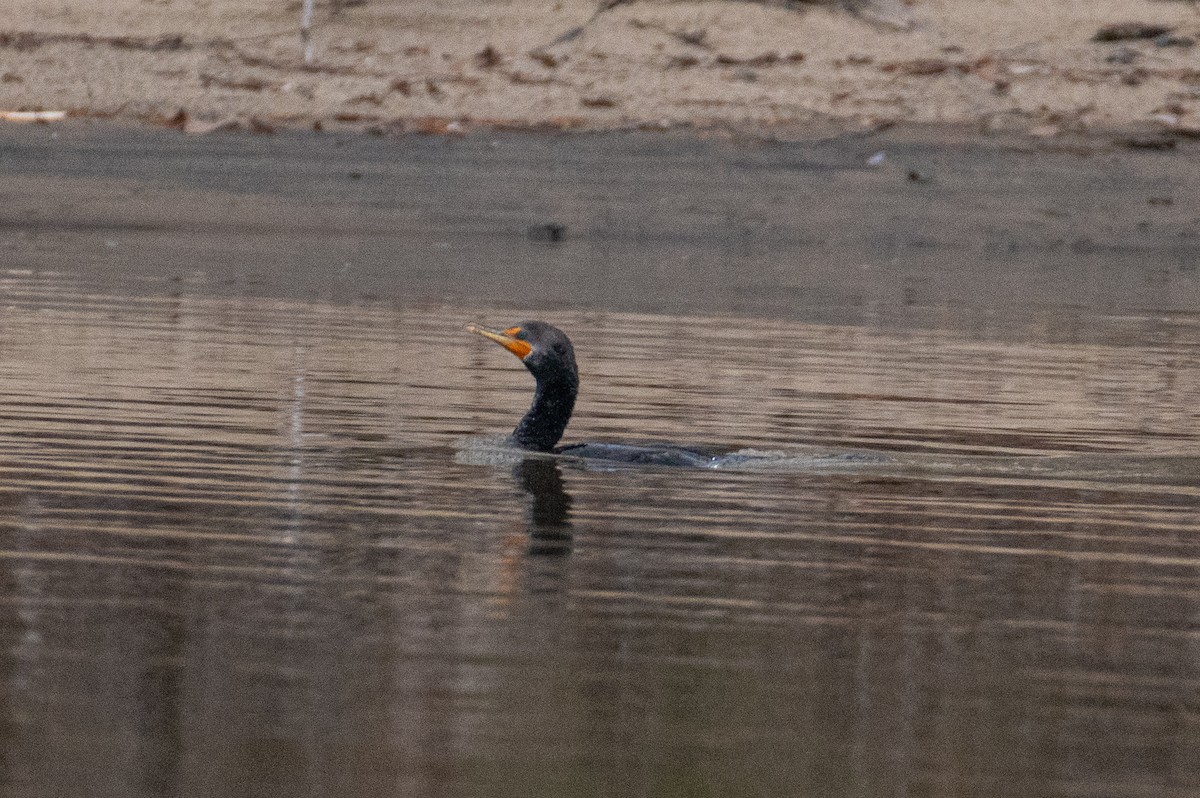 Double-crested Cormorant - ML644815652