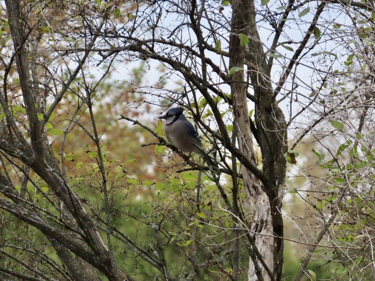 sojka chocholatá - ML644815654