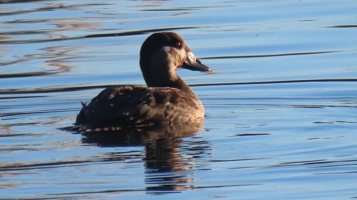 Surf Scoter - ML644815662