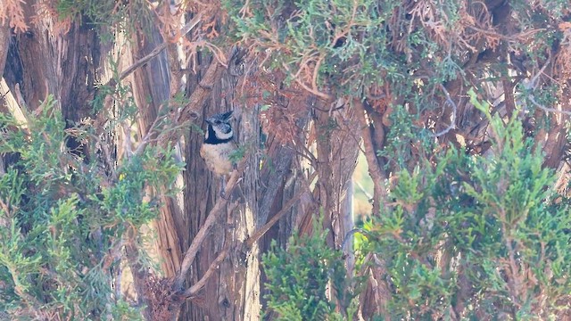 Crested Tit - ML644815666