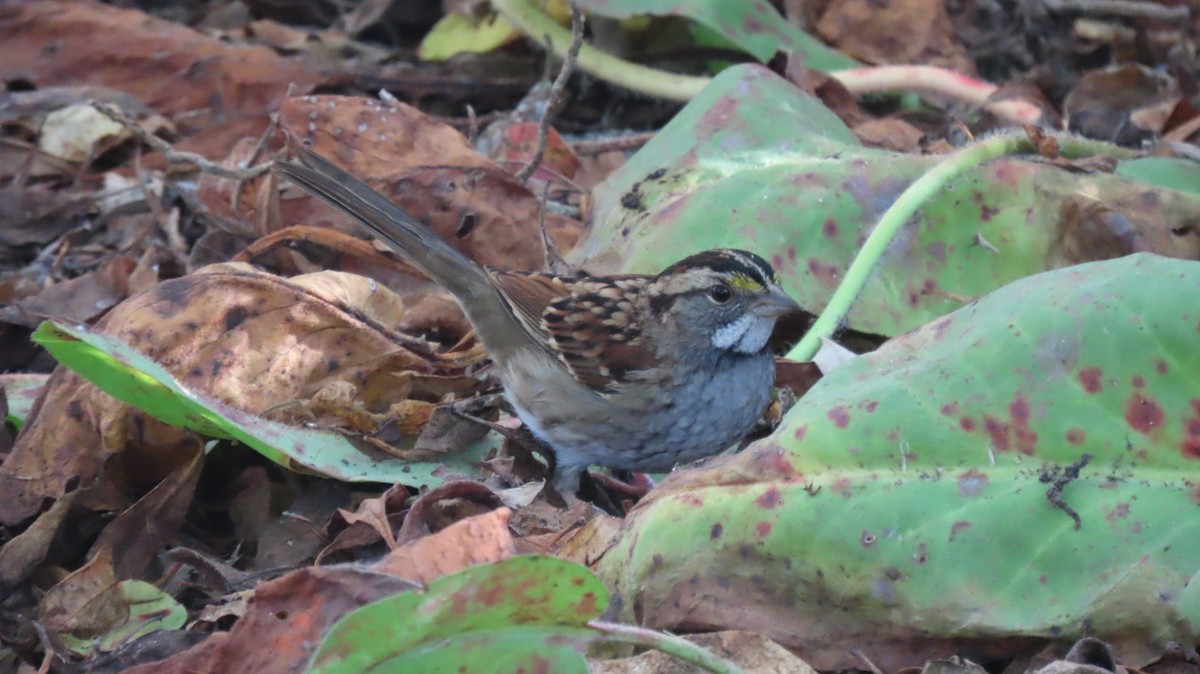 White-throated Sparrow - ML644815667