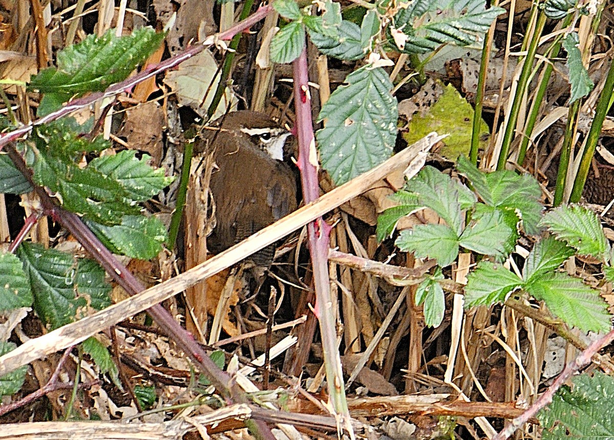 Bewick's Wren - ML644815669