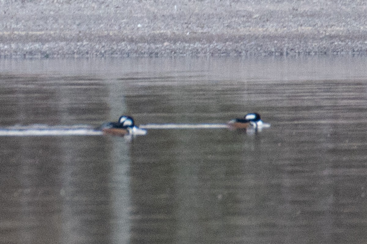 Hooded Merganser - ML644815676