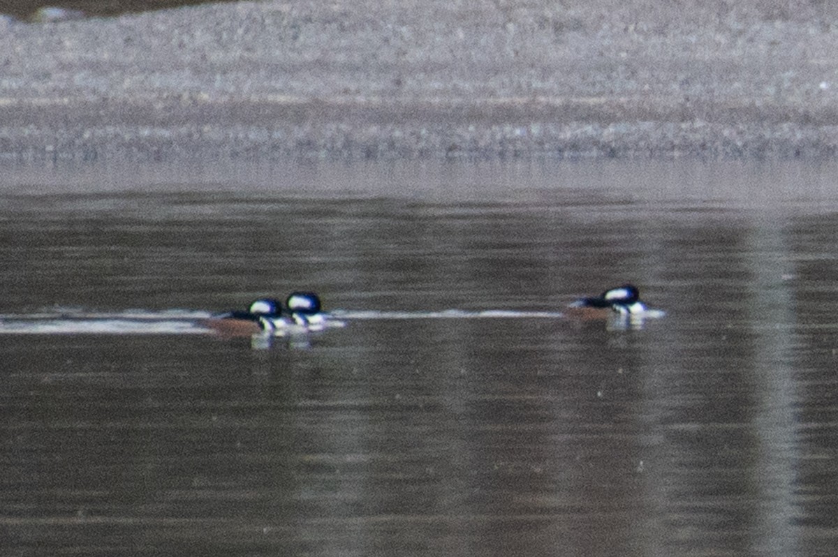 Hooded Merganser - ML644815678