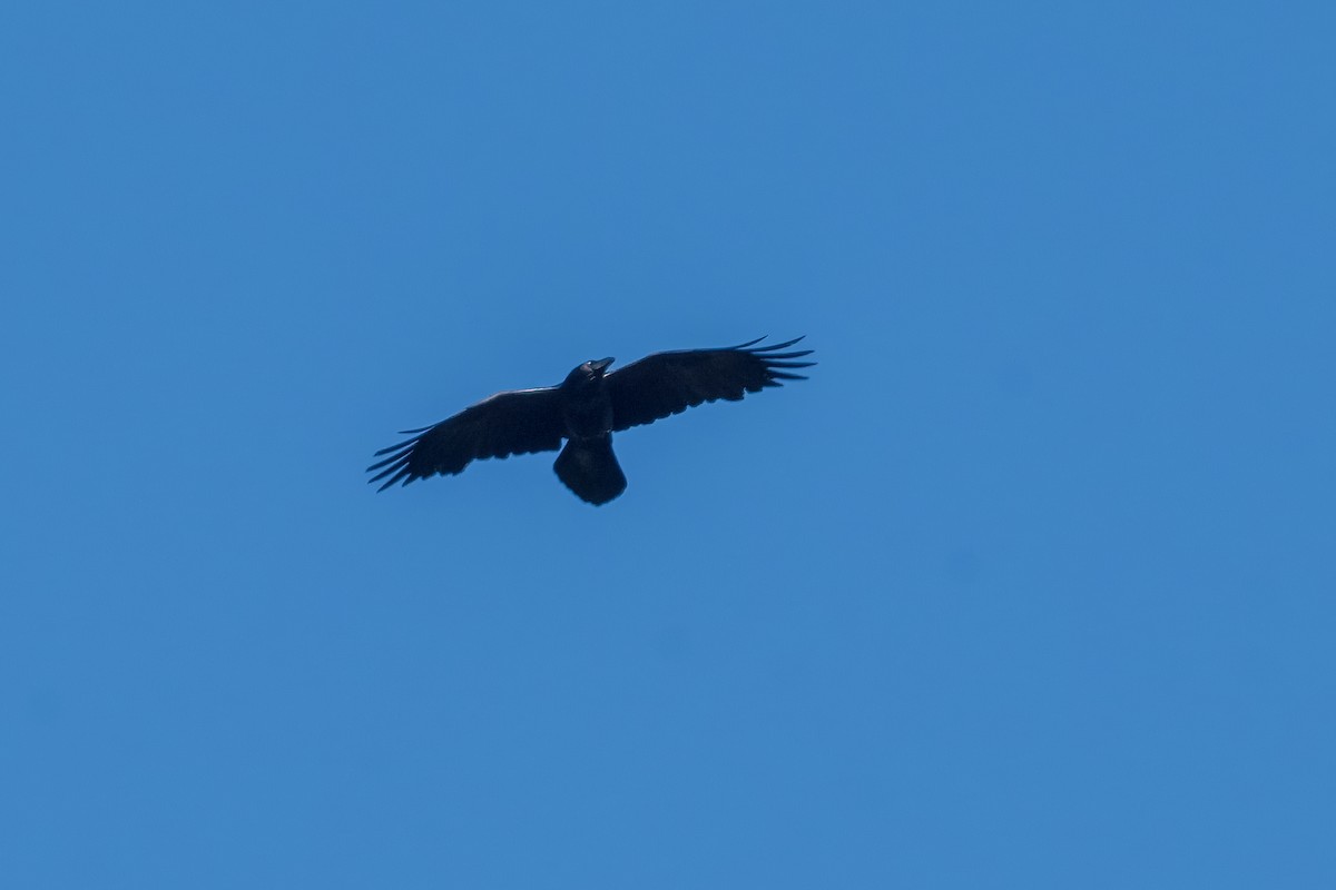 Grand Corbeau - ML644815680