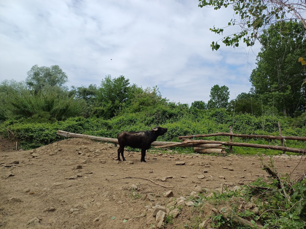 Animals - ML644815681