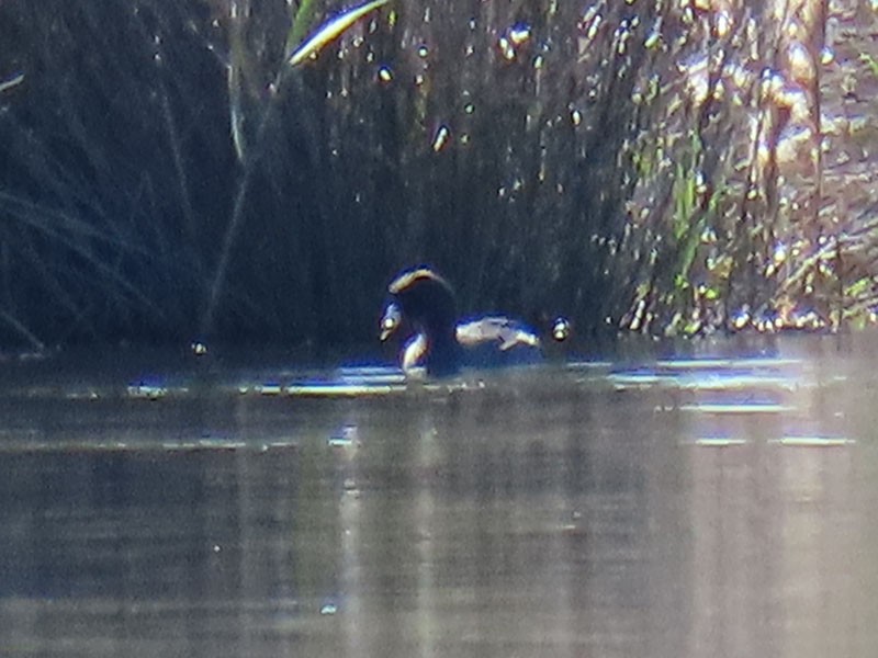 Foulque d'Amérique (forme à cachet rouge) - ML644815683