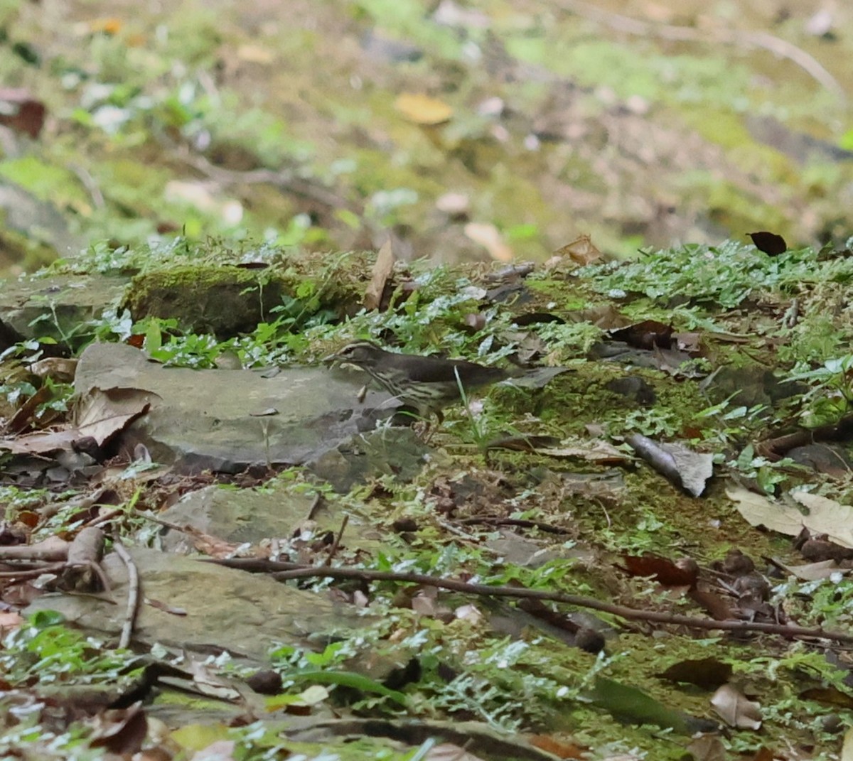 Northern Waterthrush - ML644815684