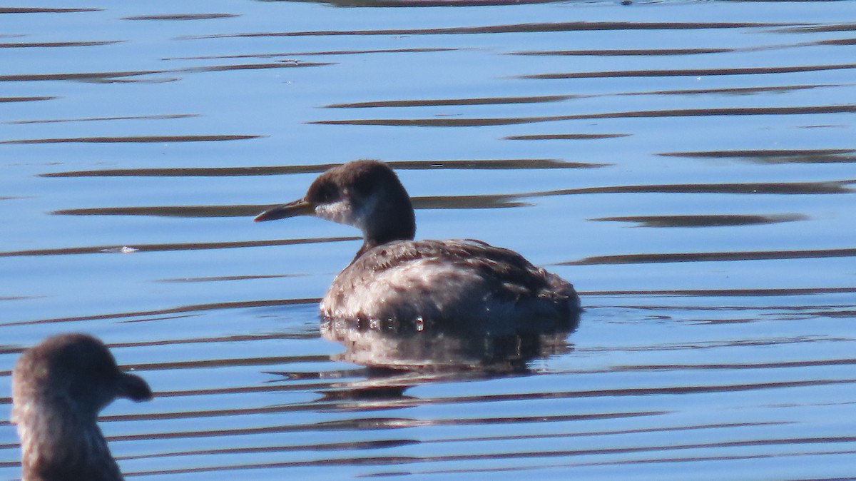 Red-necked Grebe - ML644815686