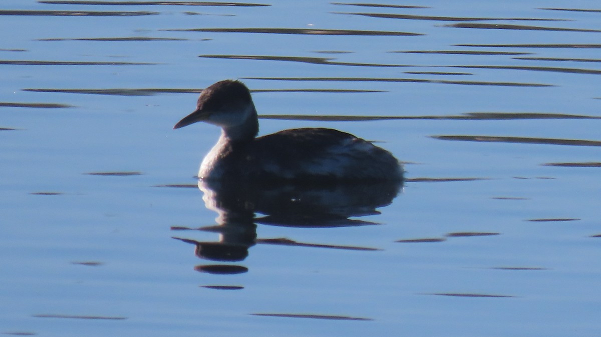 Red-necked Grebe - ML644815688