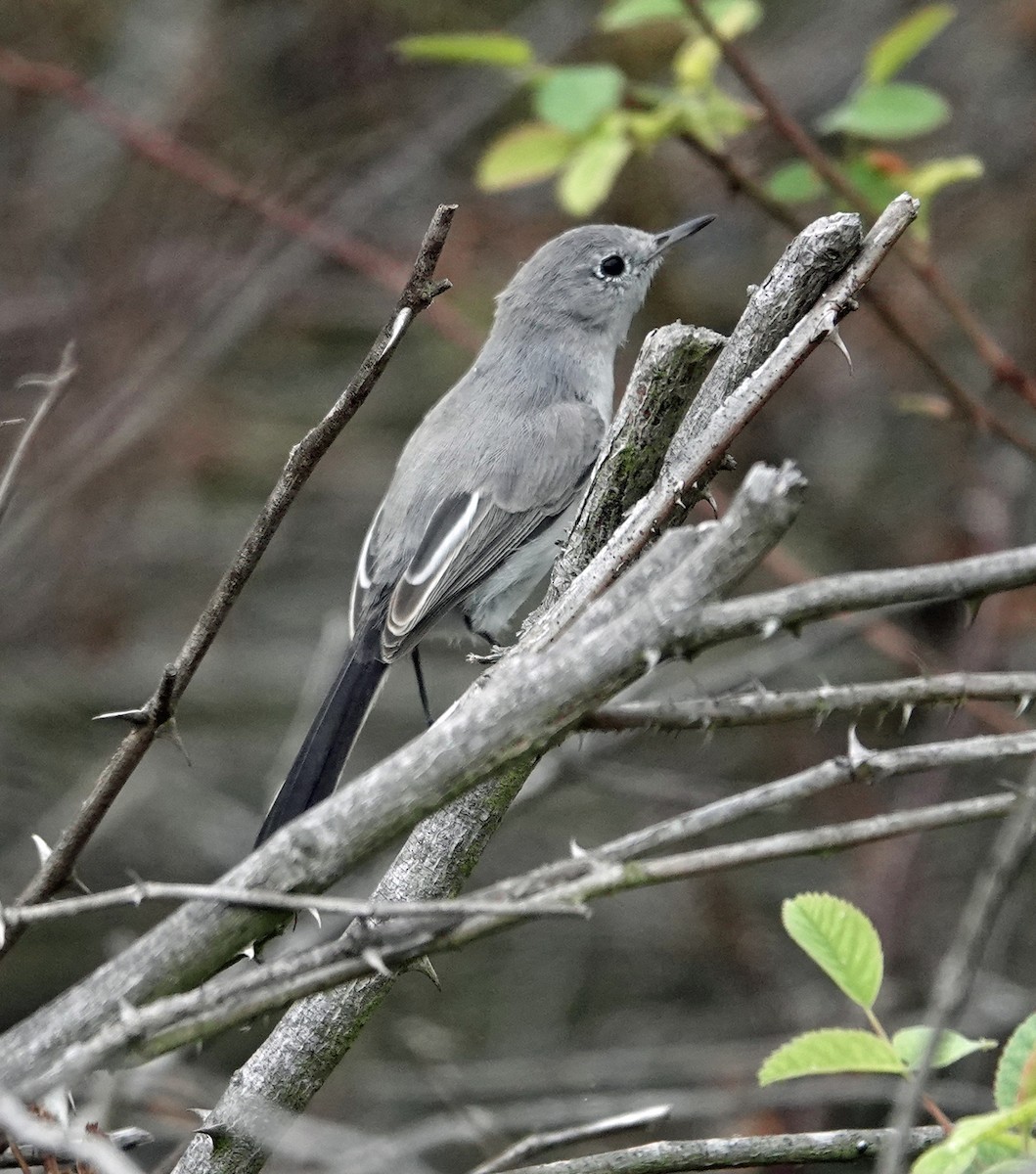 Blue-gray Gnatcatcher - ML644815690