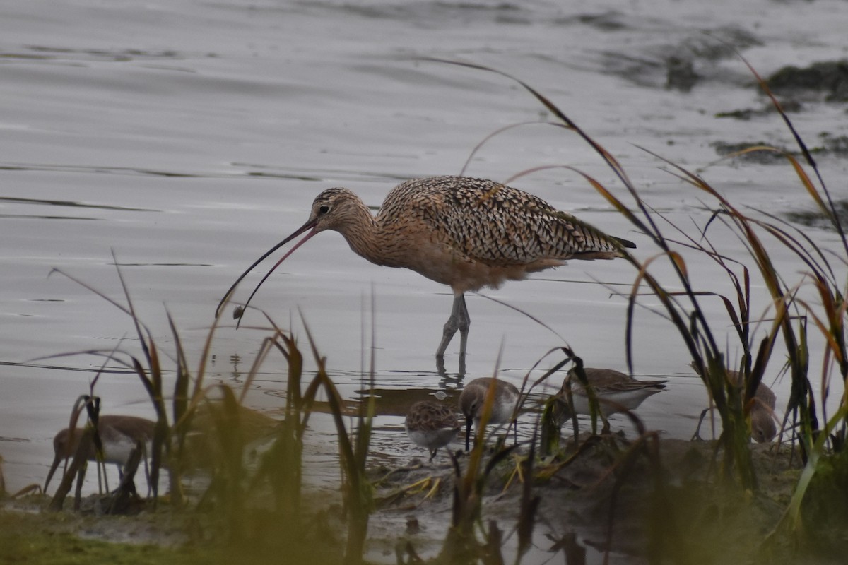 Long-billed Curlew - ML644815693