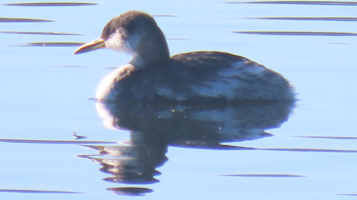 Red-necked Grebe - ML644815694