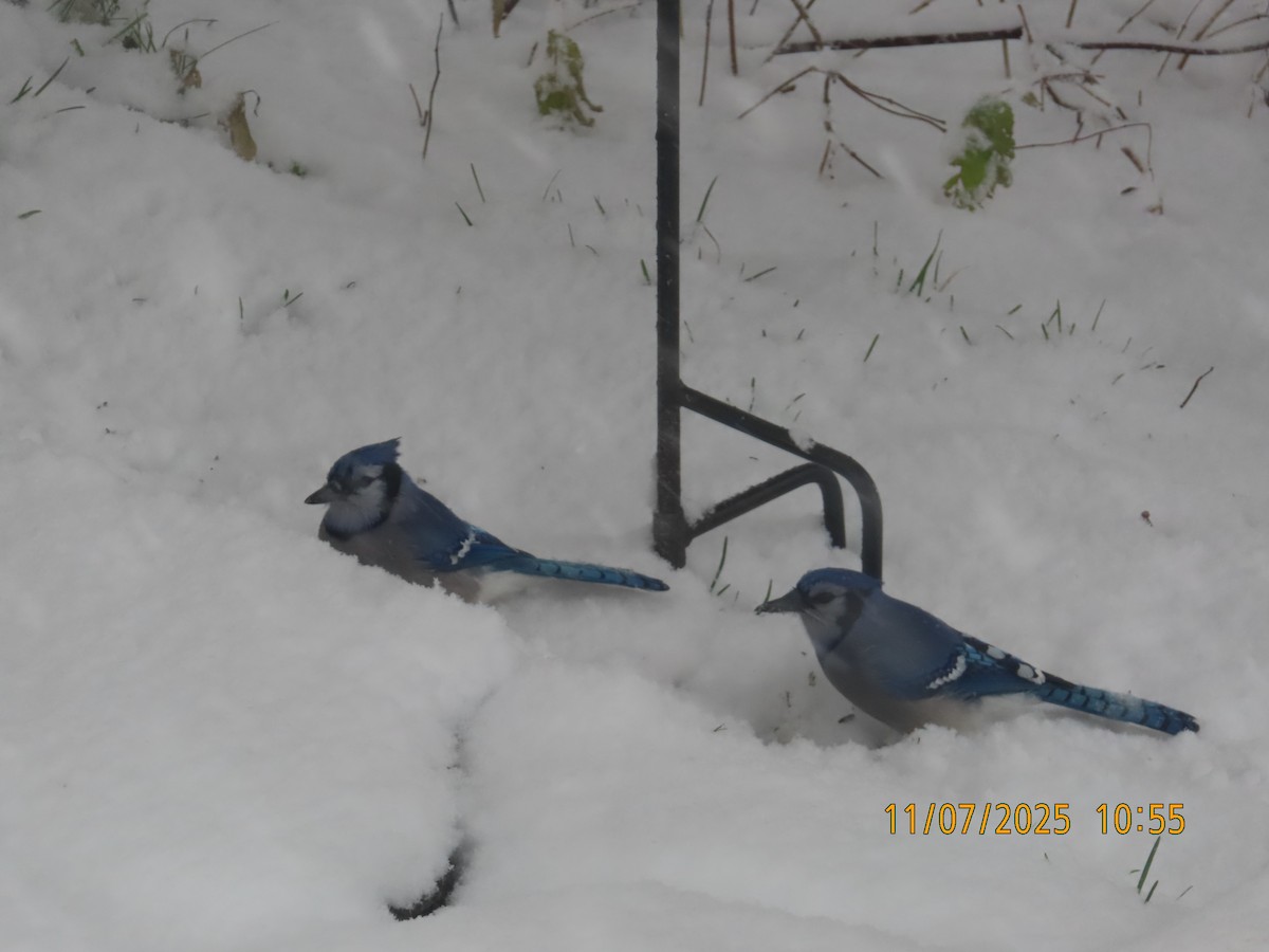 sojka chocholatá - ML644815696