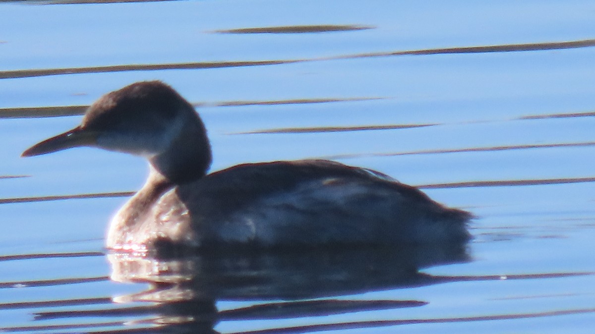 Red-necked Grebe - ML644815697