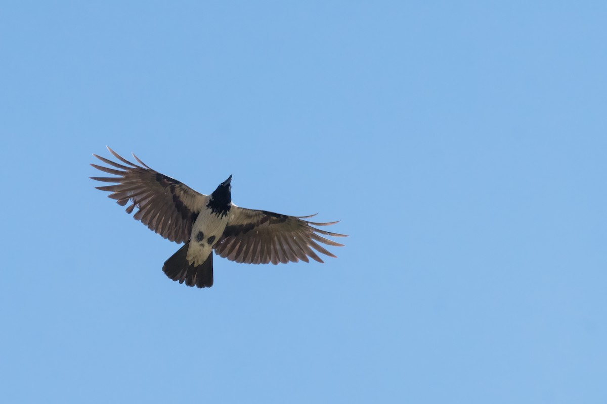 Leş Kargası - ML644815700