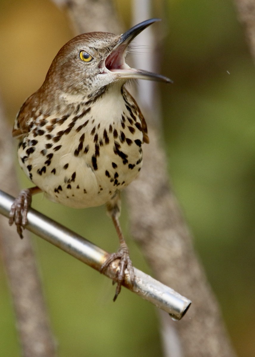 Brown Thrasher - ML644815701