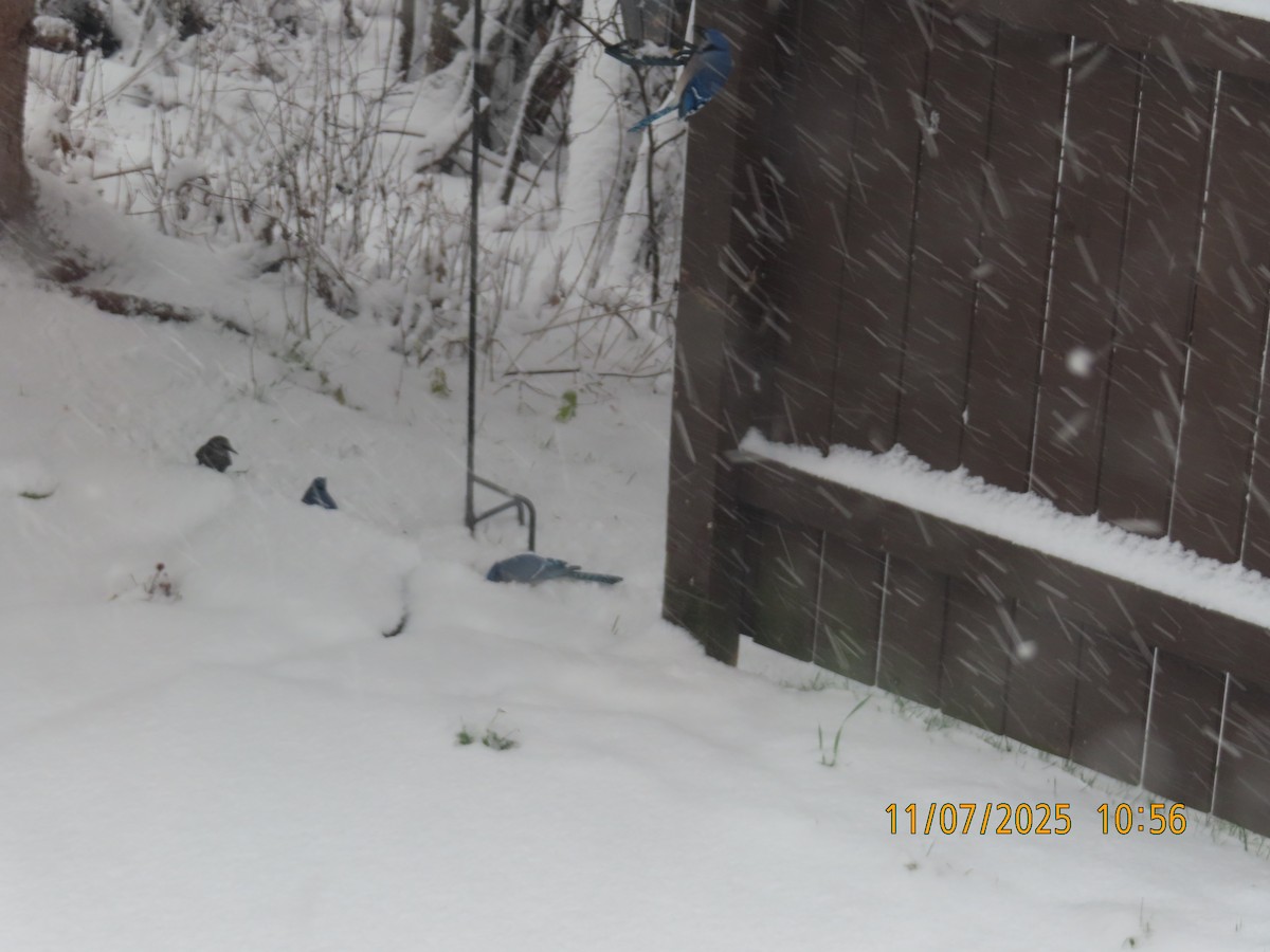 sojka chocholatá - ML644815705