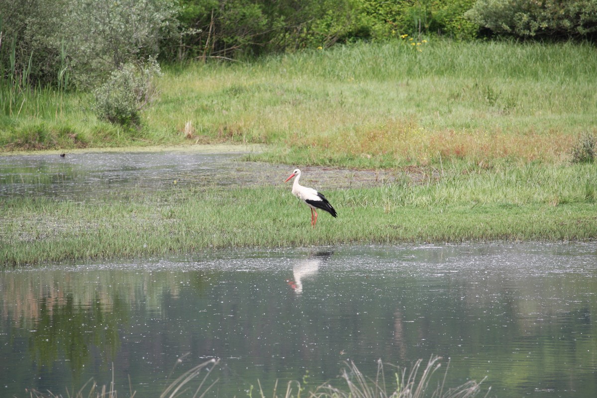 White Stork - ML644815708