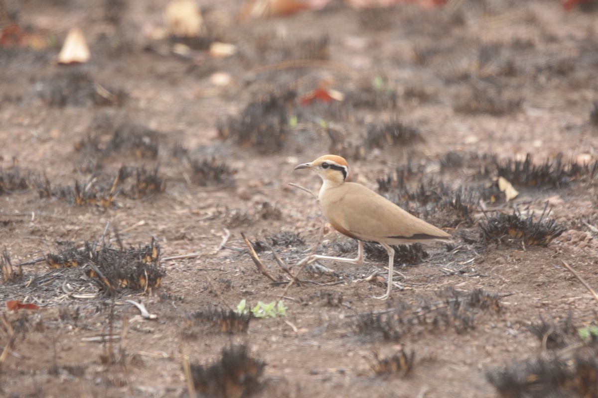 Temminck's Courser - ML644815709