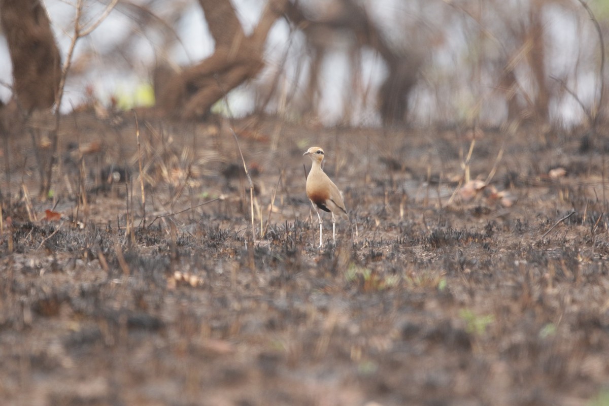 Temminck's Courser - ML644815710