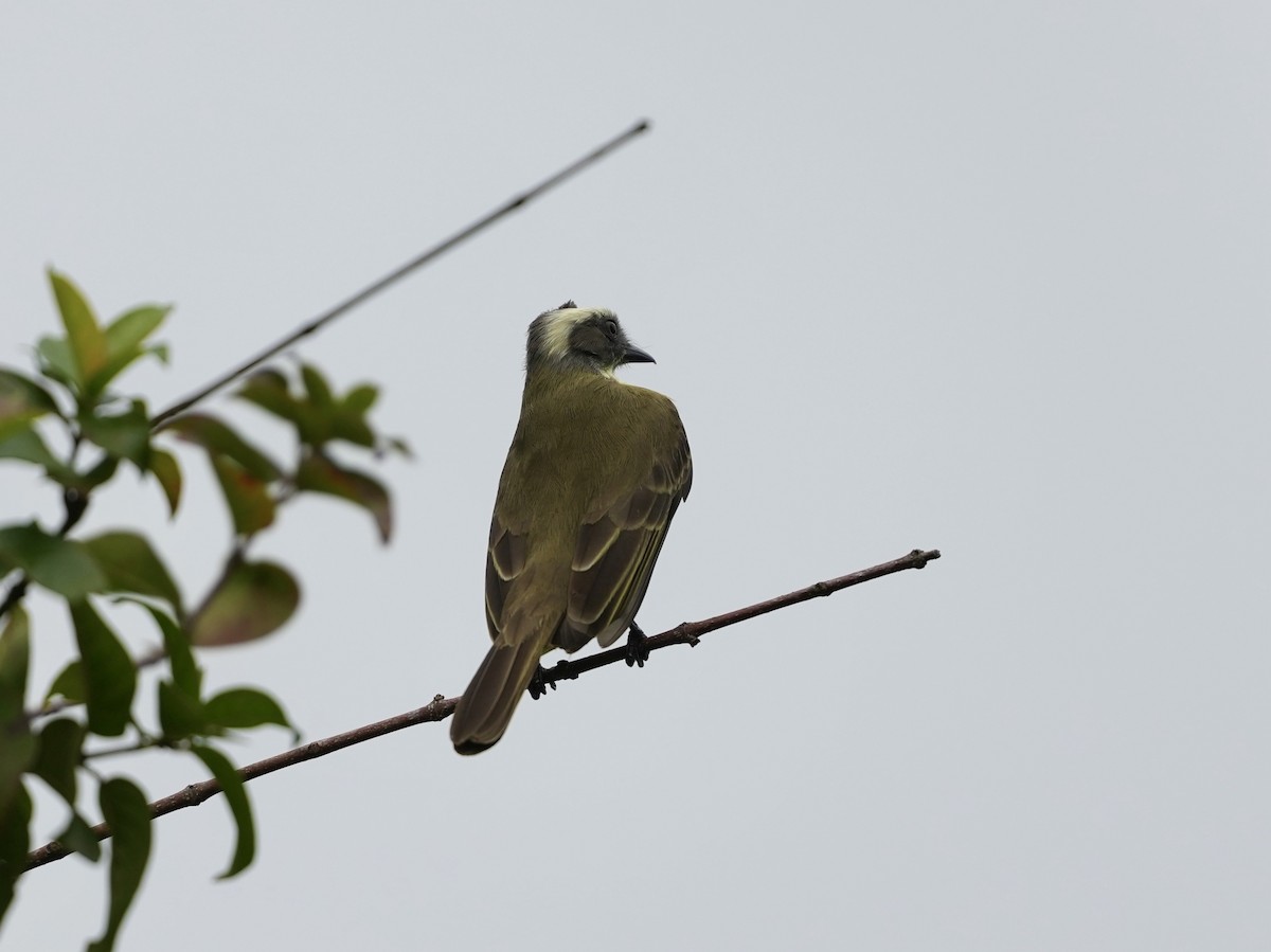 Social Flycatcher - ML644815727