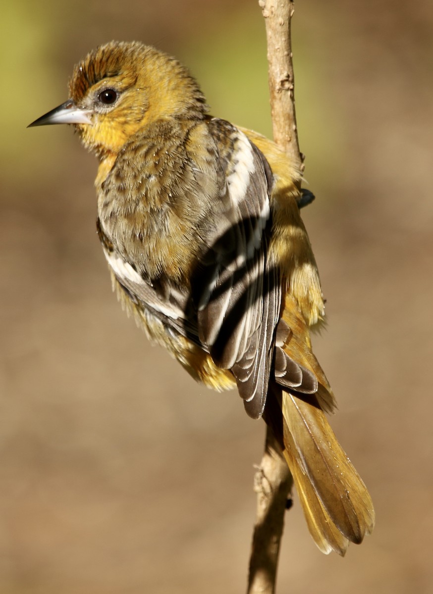 ボルチモアムクドリモドキ - ML644815732