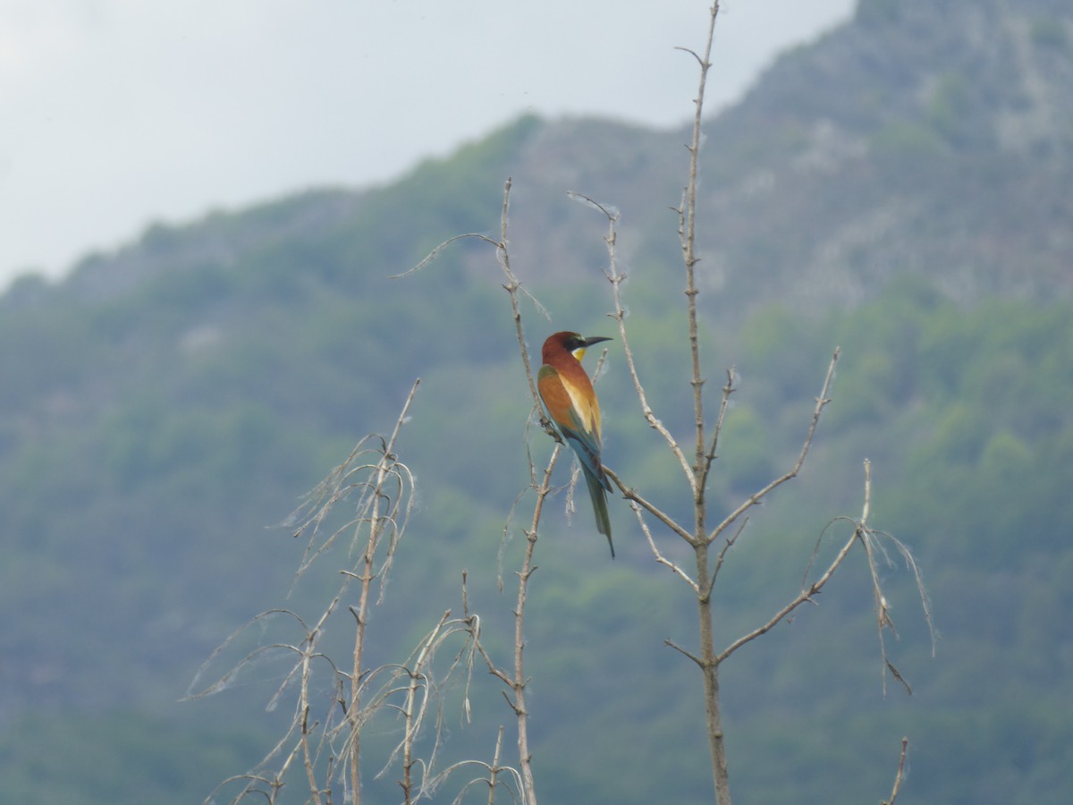 European Bee-eater - ML644815743