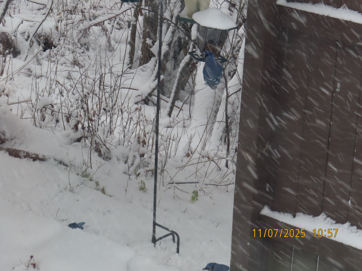 sojka chocholatá - ML644815752