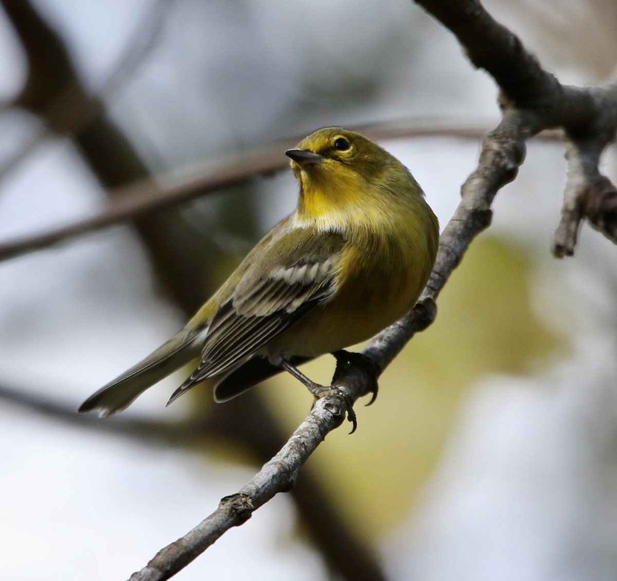 Pine Warbler - ML644815760