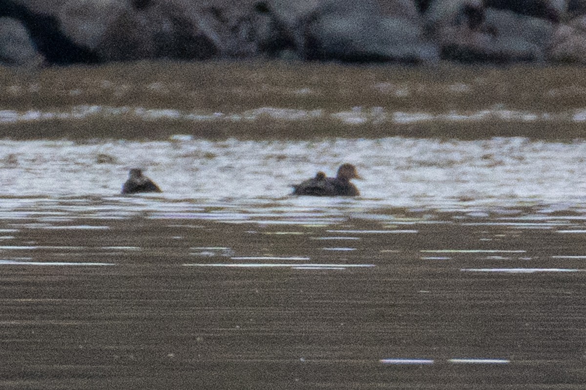 American Black Duck - ML644815764