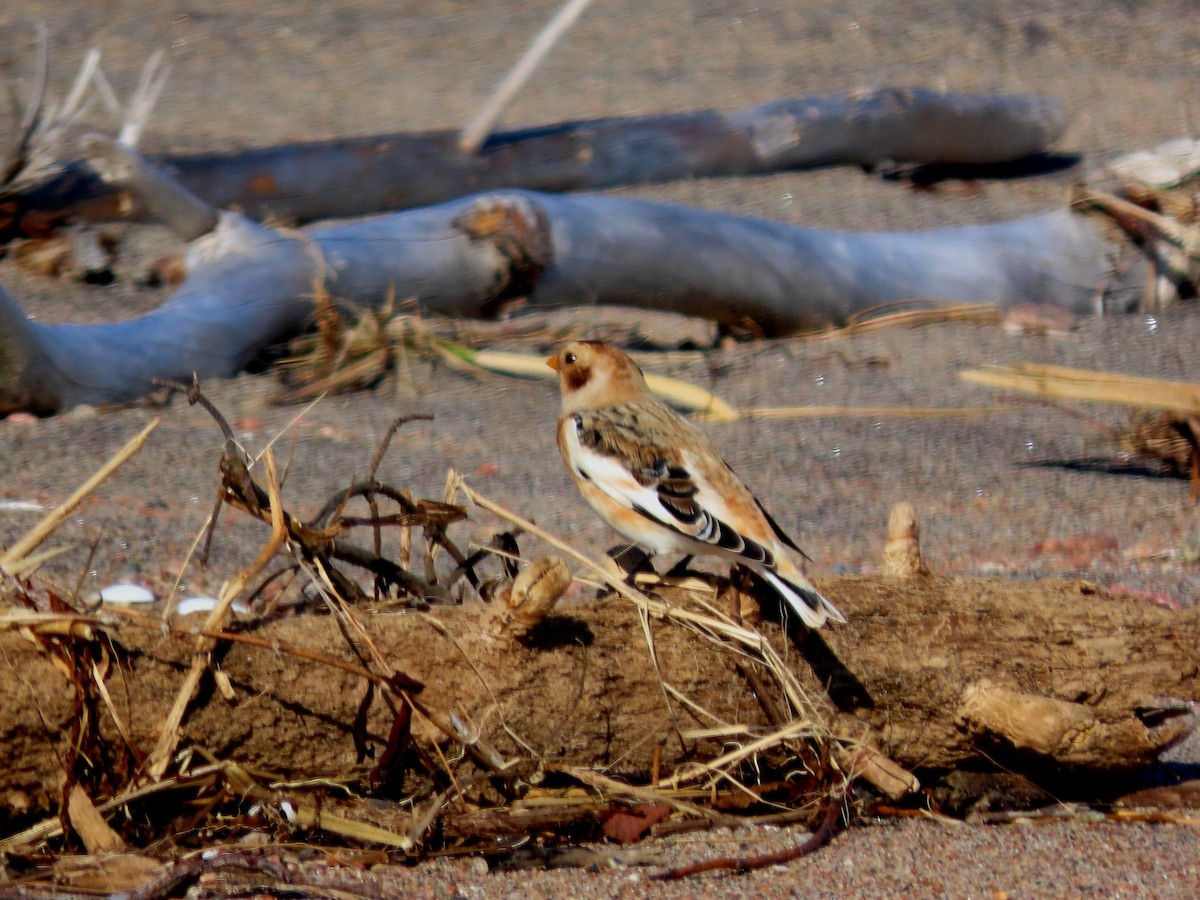 Snow Bunting - ML644815766