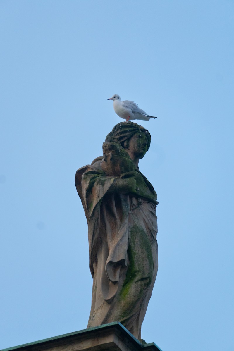 Black-headed Gull - ML644815774