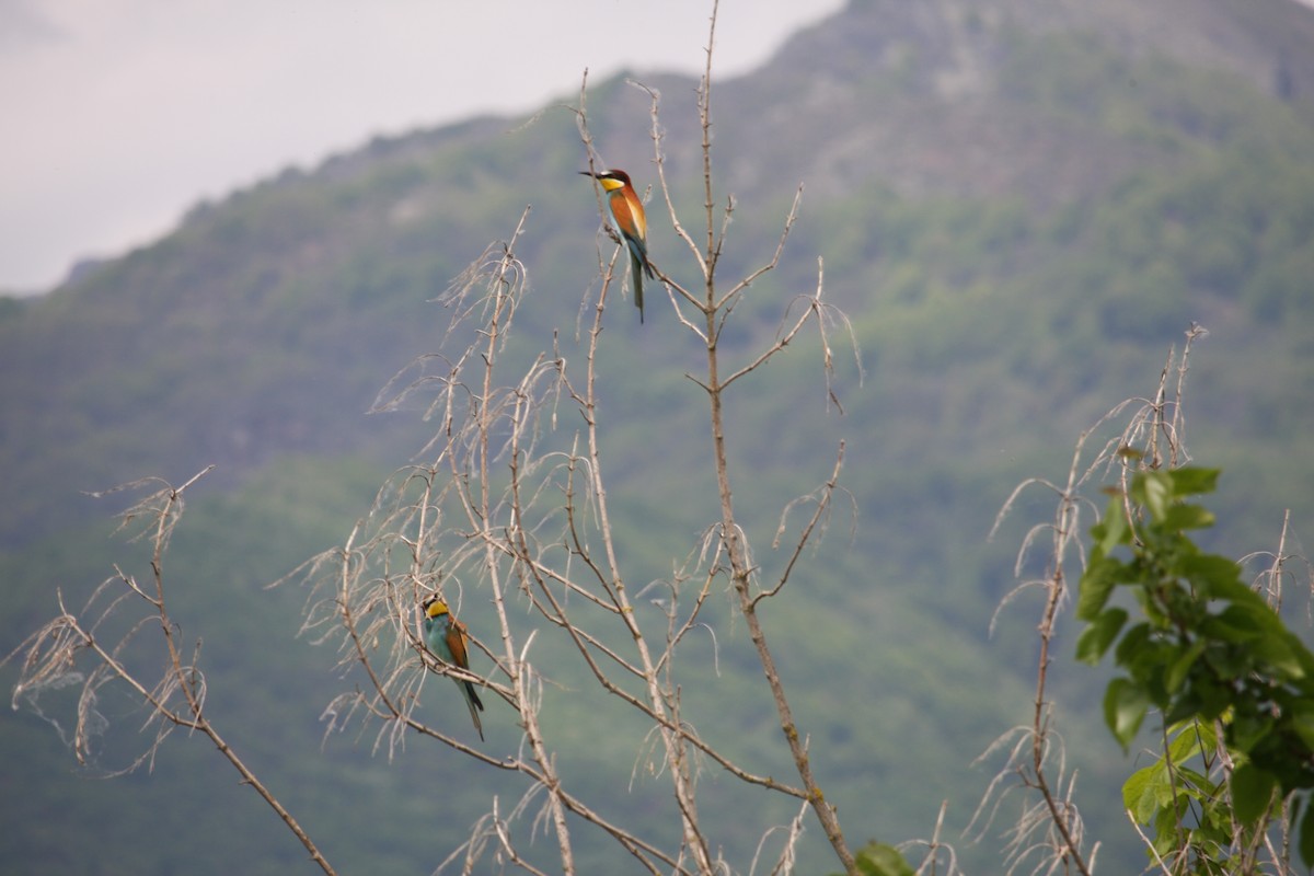 European Bee-eater - ML644815781
