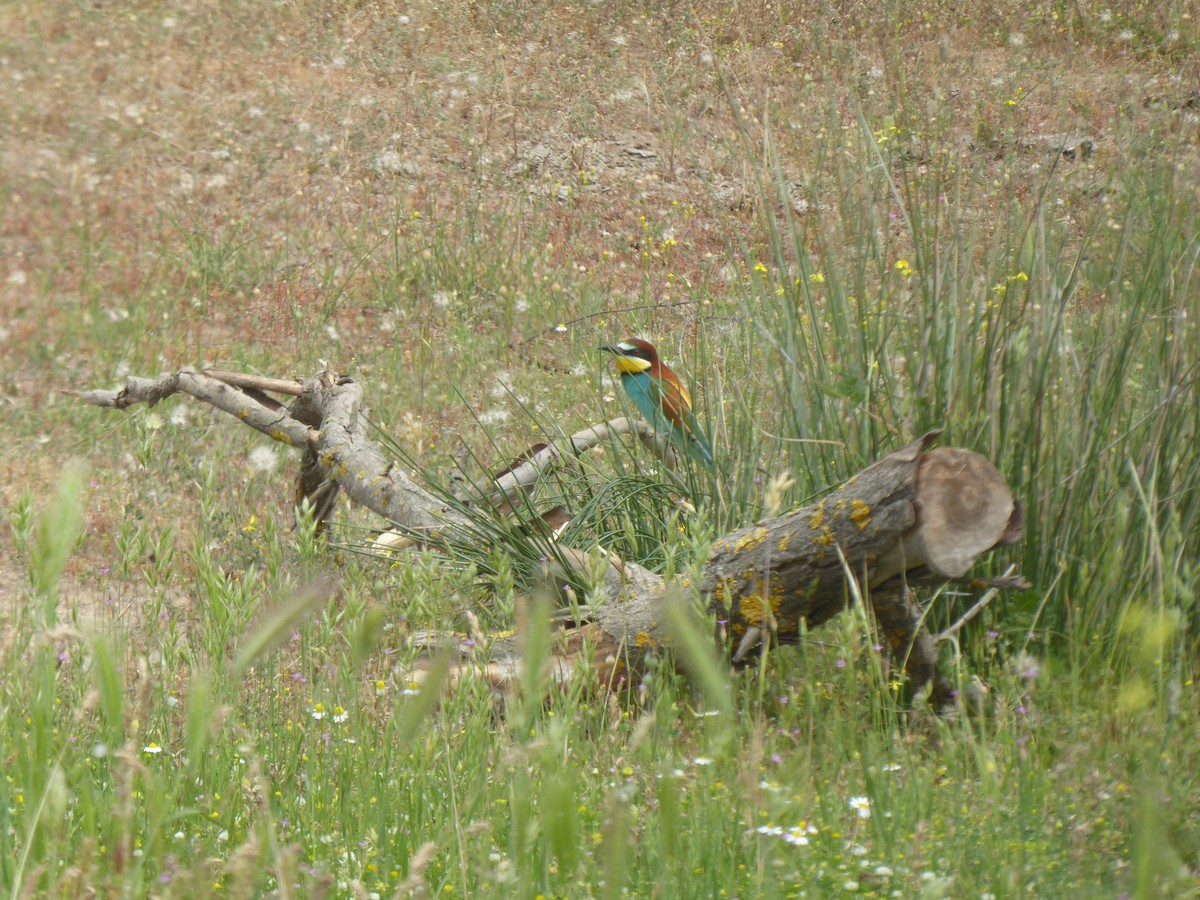 European Bee-eater - ML644815795