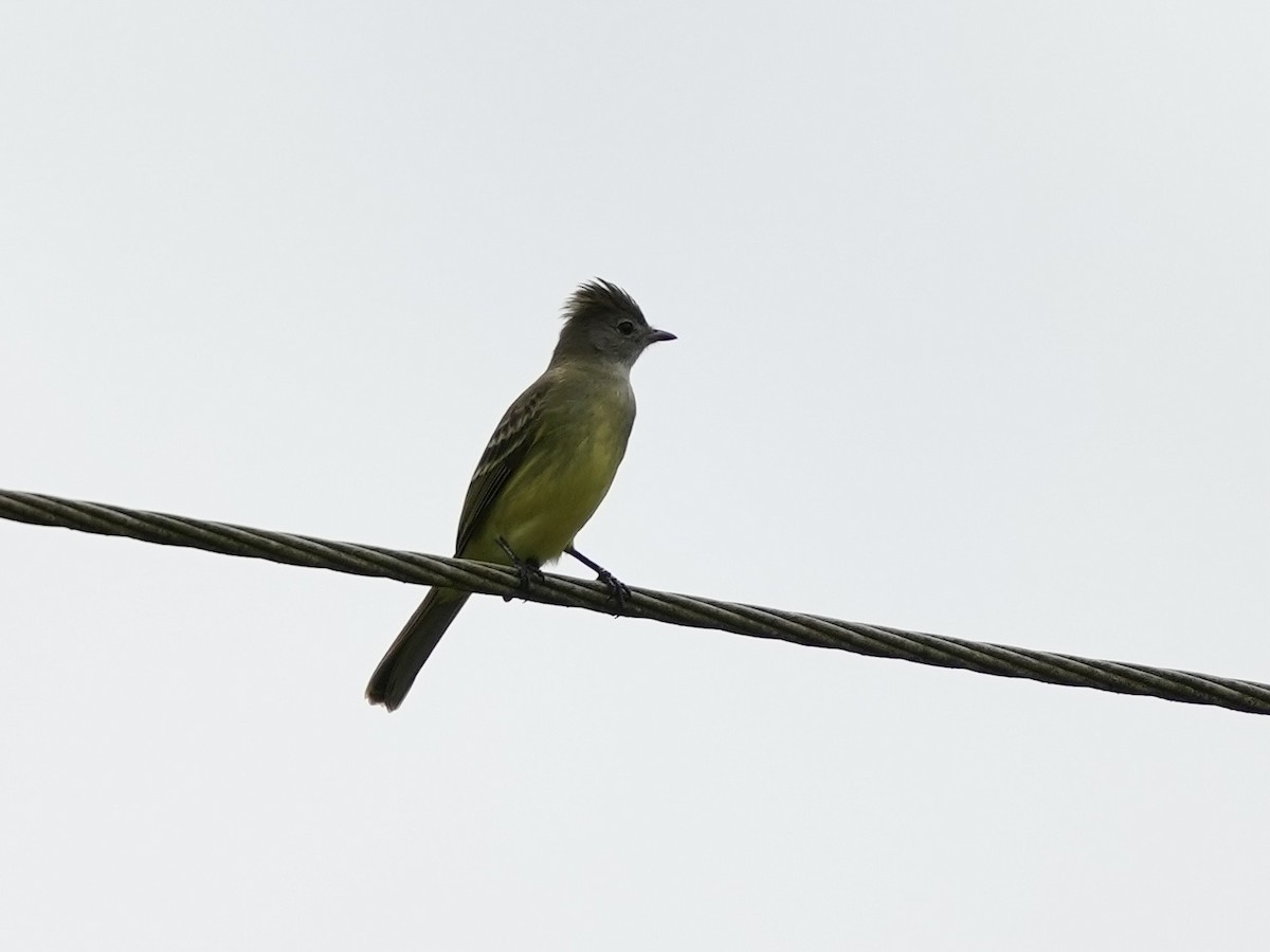 Желтобрюхая эления - ML644815823