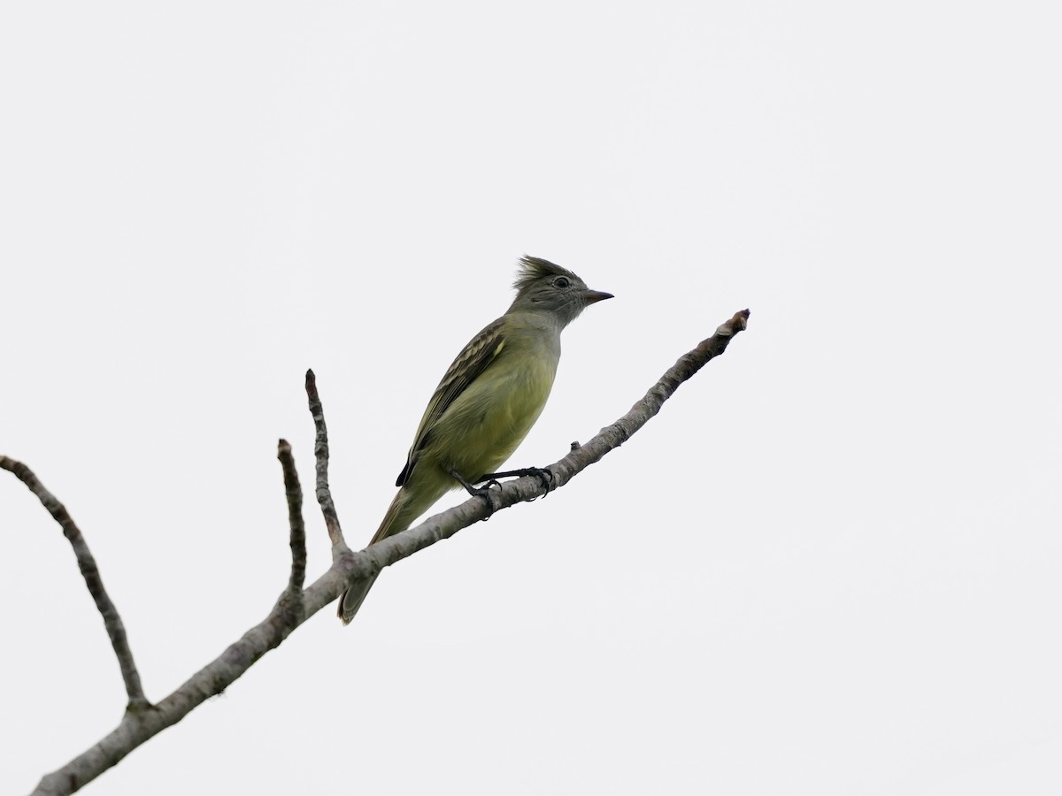 Желтобрюхая эления - ML644815824