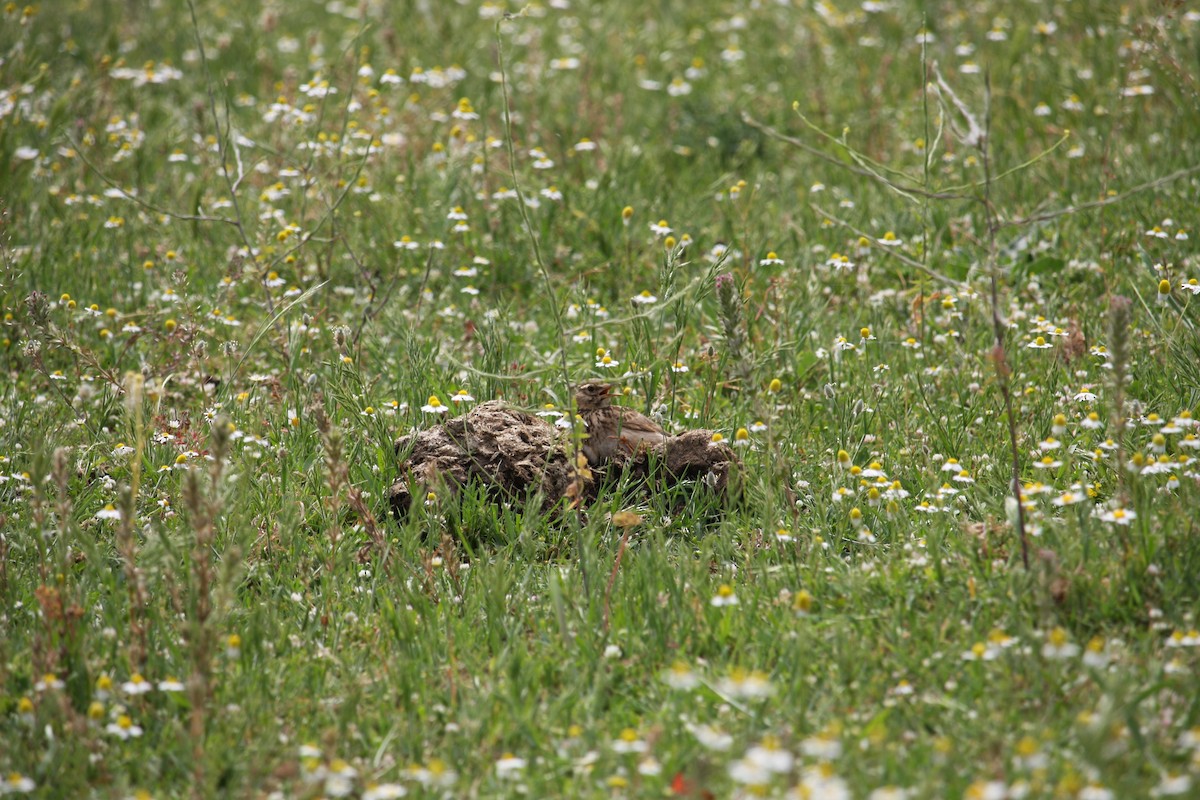 Crested Lark - ML644815840