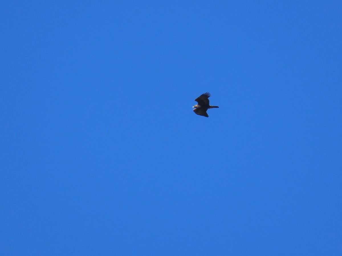 金鵰 - ML644815849