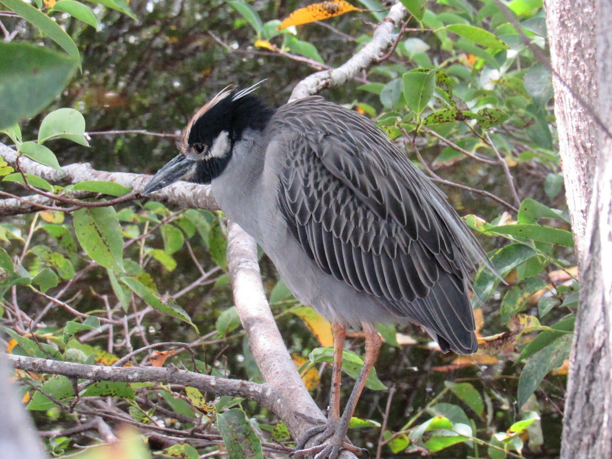 Квак чорногорлий - ML644815850