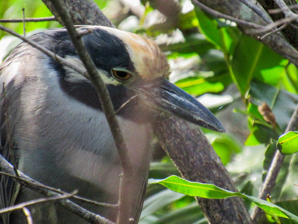 Квак чорногорлий - ML644815851