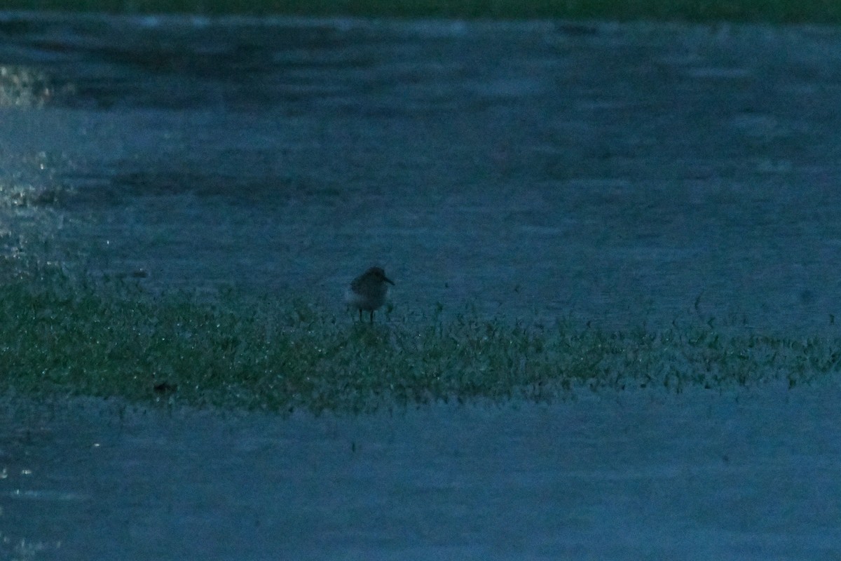 Correlimos sp. - ML644815853