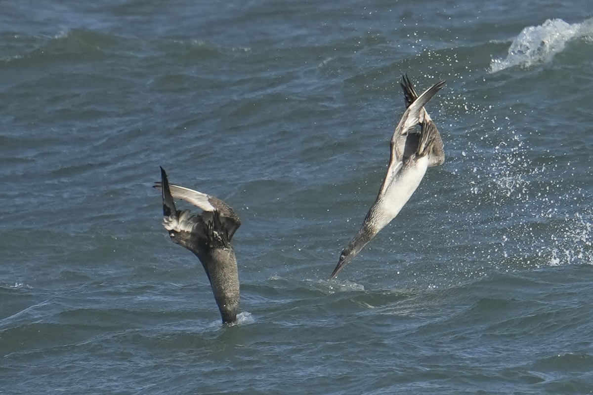 Northern Gannet - ML644815854