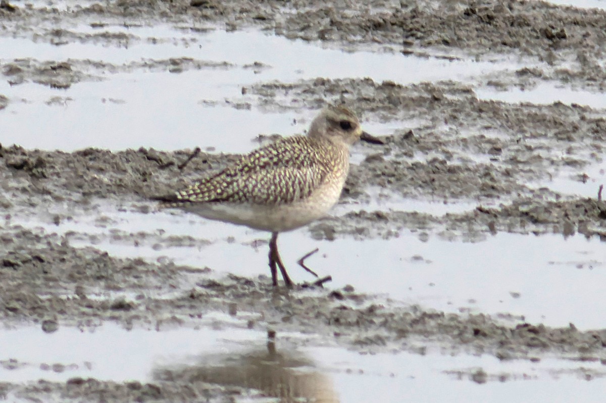 Black-bellied Plover - ML644815855