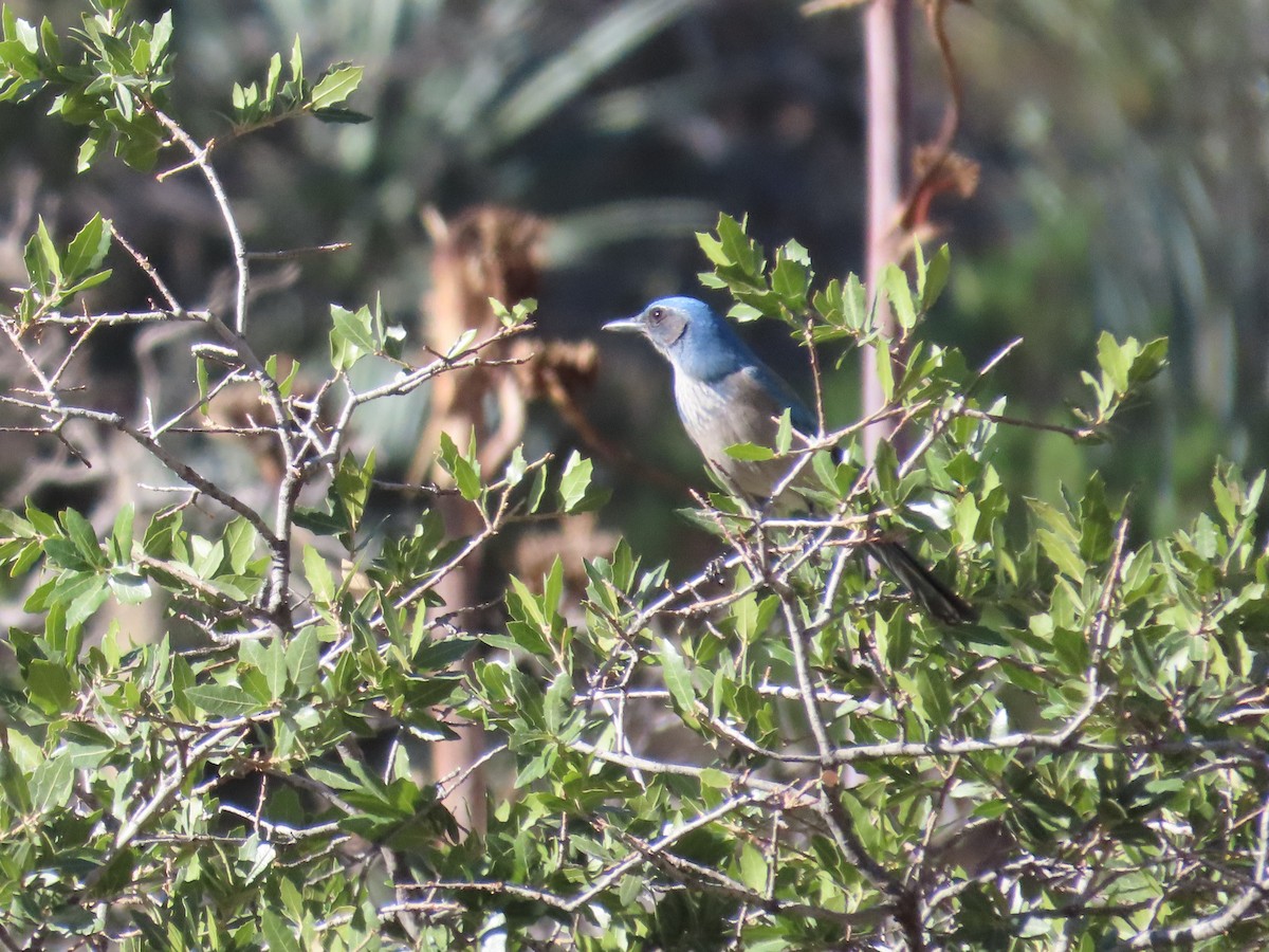 Woodhouse's Scrub-Jay - ML644815858