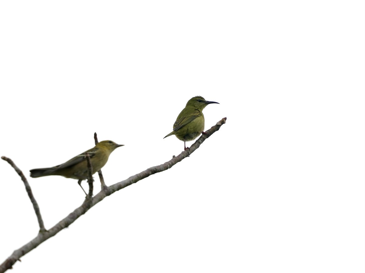 Red-legged Honeycreeper - ML644815864