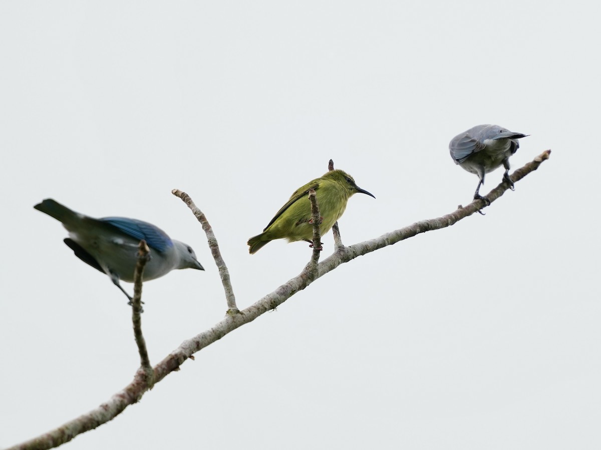 Red-legged Honeycreeper - ML644815865