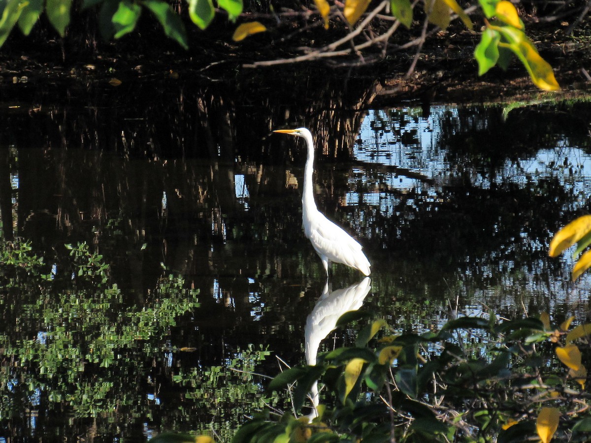 Koartza zuria - ML644815866