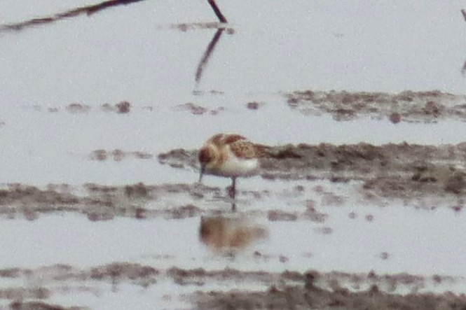 Little Stint - ML644815870